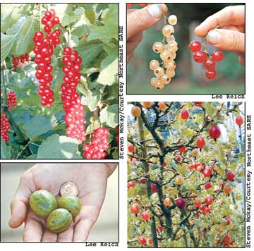 Clockwise from top: ‘Rovada’ red currants on the vine; red andpink currants; gooseberries on the bush at Wisley Gardens inEngland; and ‘Jumbo’ gooseberries compared to a penny.